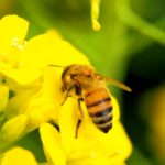 ミツバチとネオニコチノイド系農薬