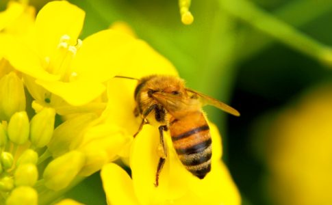 ミツバチとネオニコチノイド系農薬