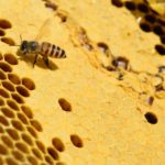 ミツバチが集める蜂蜜の量はどれくらい？