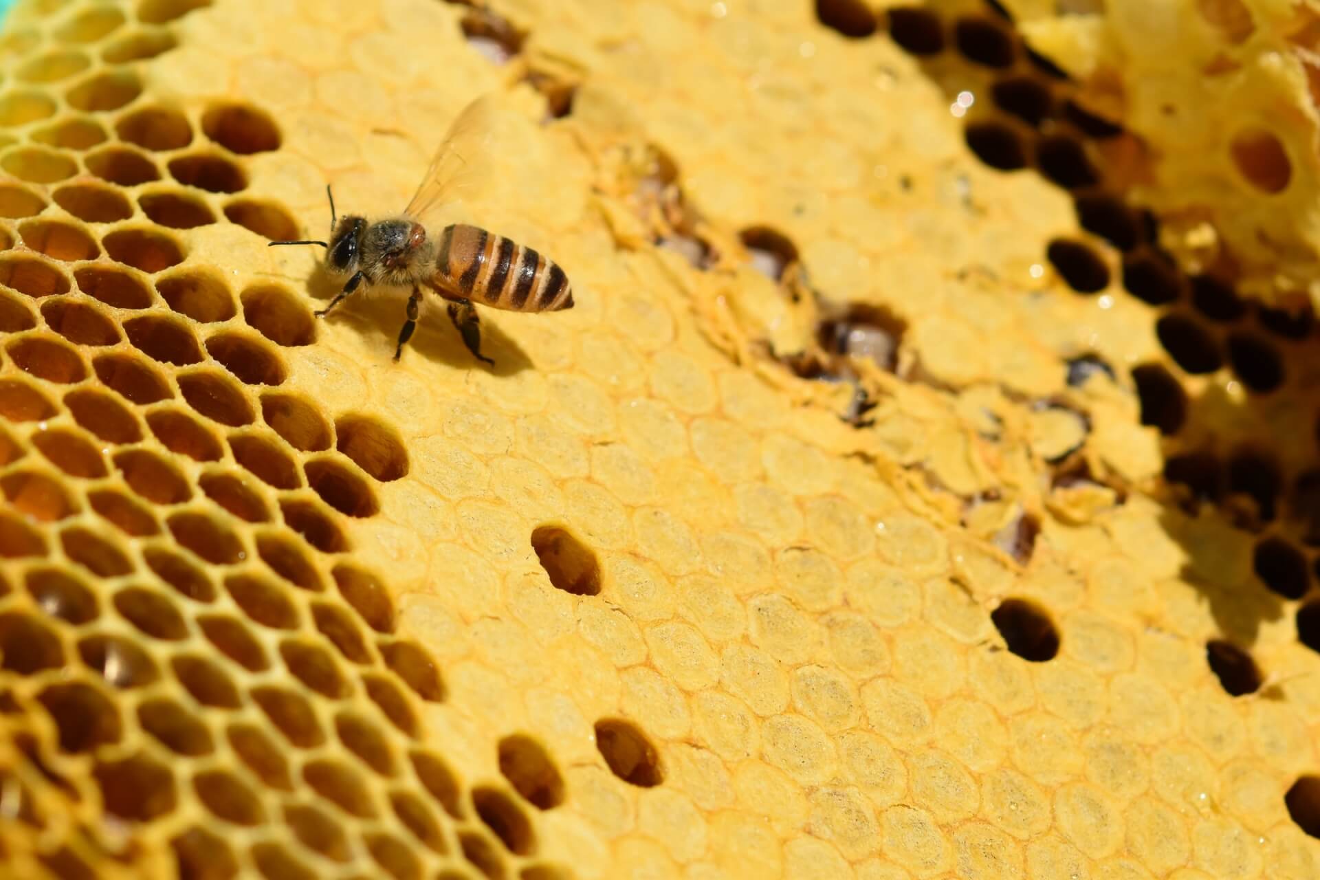 ミツバチが集める蜂蜜の量はどれくらい？