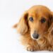 犬にはちみつを与えるときの注意点